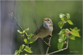 <p>BUDNÍČEK VĚTŠÍ (Phylloscopus trochilus) /Willow warbler – Fitis/</p>